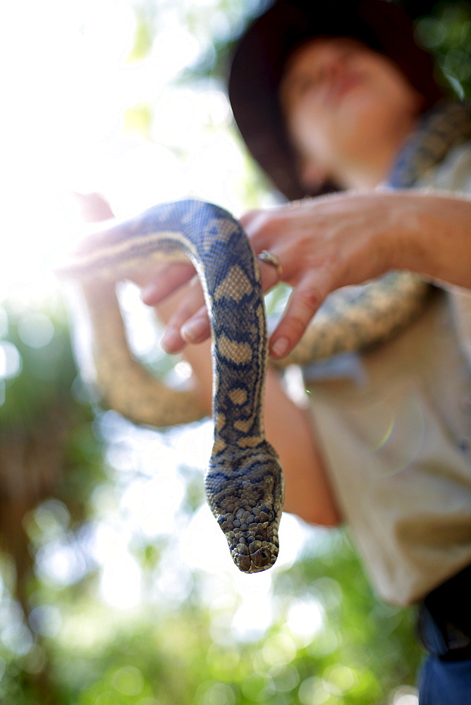 Ranger showing python at Bungalow Bay Koala Village, Horseshoe Bay, northcoast of Magnetic island, Great Barrier Reef Marine Park, UNESCO World Heritage Site, Queensland, Australia