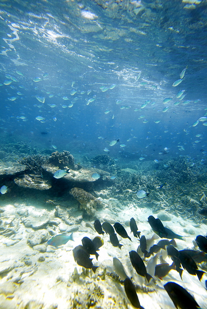 Shoal of blue reef fish, Wilson Island, part of the Capricornia Cays National Park, Great Barrier Reef Marine Park, UNESCO World Heritage Site, Queensland, Australia