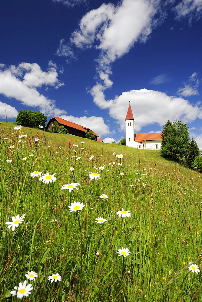 Church and farmhouse standing in a flower meadow, Carinthia, Austria, Europe