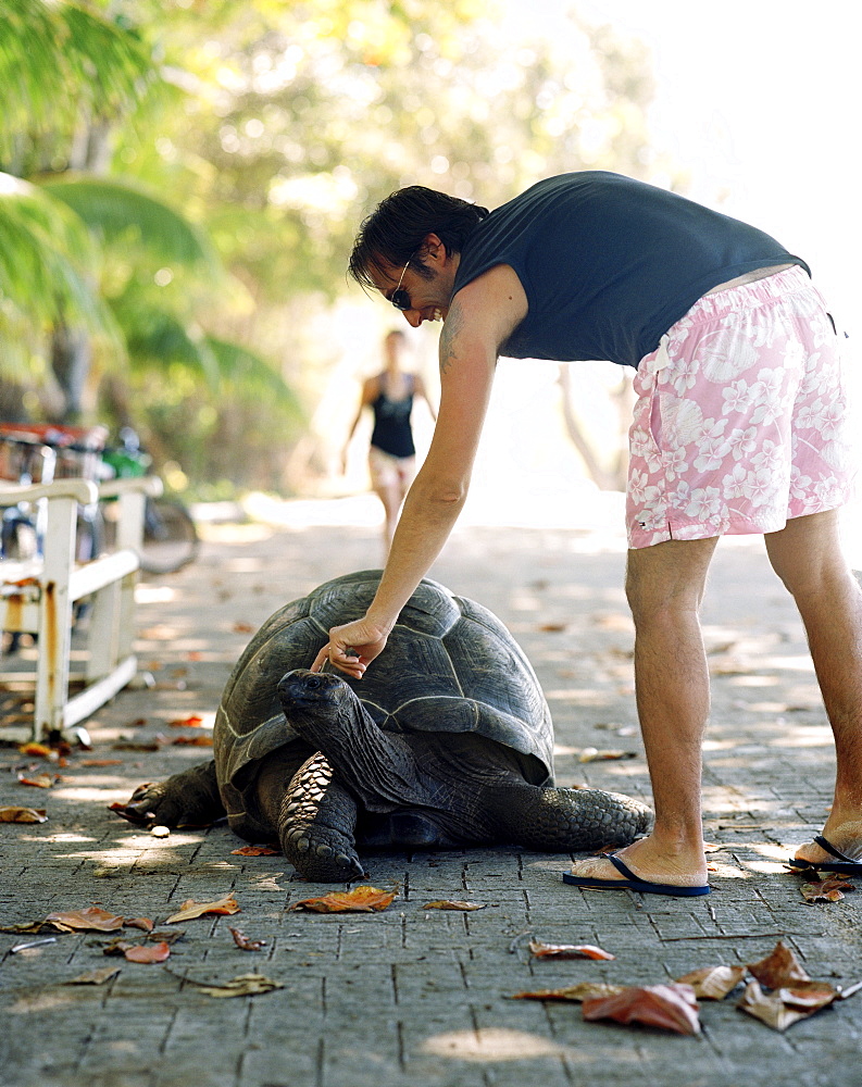 Tourist petting 28 year old turtle on the promenade at Anse Banane, eastern La Digue, La Digue and Inner Islands, Republic of Seychelles, Indian Ocean