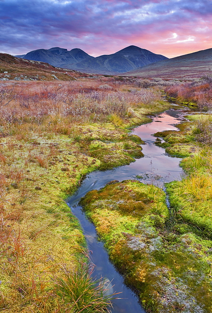 Mossy banks of a stream, Rondane National Park, Norway, Europe