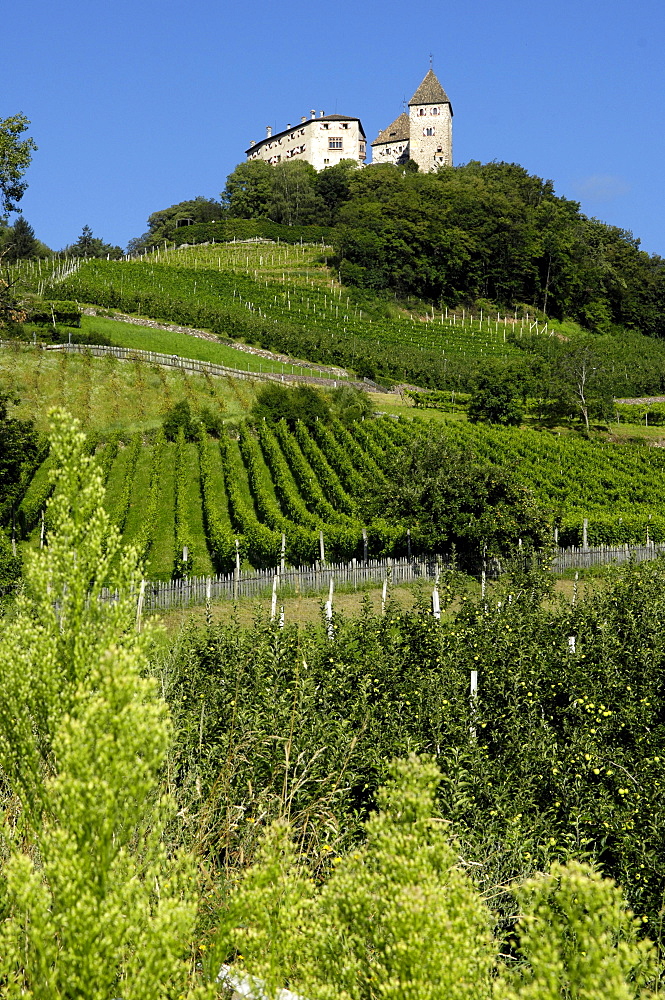 Wehrburg castle above vineyards in the sunlight, Prissian, Val d'Adige, South Tyrol, Italy, Europe