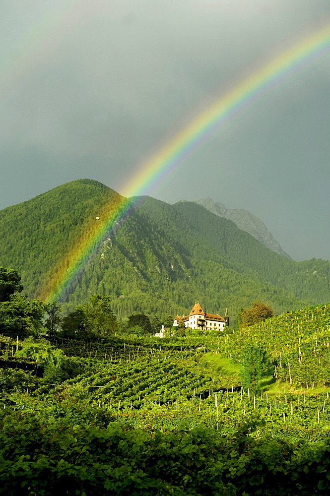 Rainbow above vineyards, Obermais, Merano, Alto Adige, South Tyrol, Italy, Europe