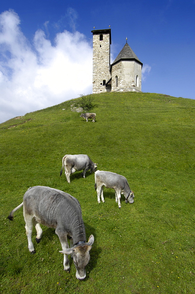 Cows in front of church on a hill, Burggrafenamt, Alto Adige, South Tyrol, Italy, Europe