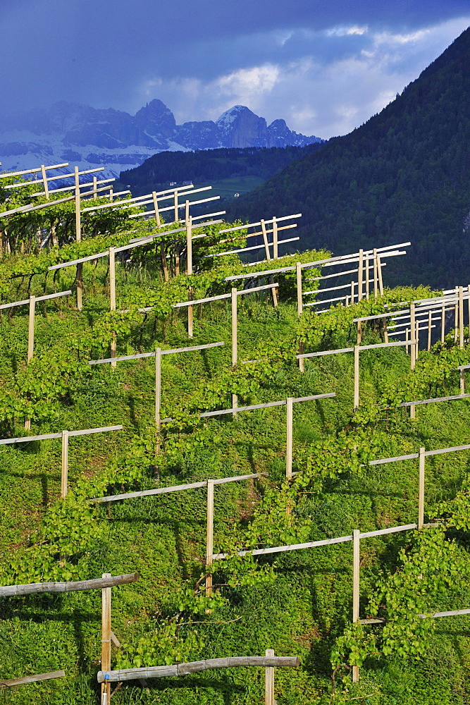 Wine-growing region, Rosengarten, Dolomites, Alto Adige, South Tyrol, Italy