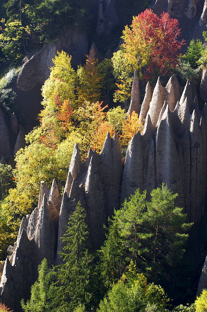 Earth pyramids amidst autumnal trees, Soprabolzano, Ritten, South Tyrol, Alto Adige, Italy, Europe