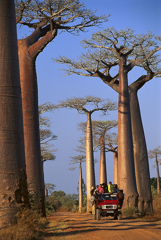 Baobab trees near Morondava, Madagascar