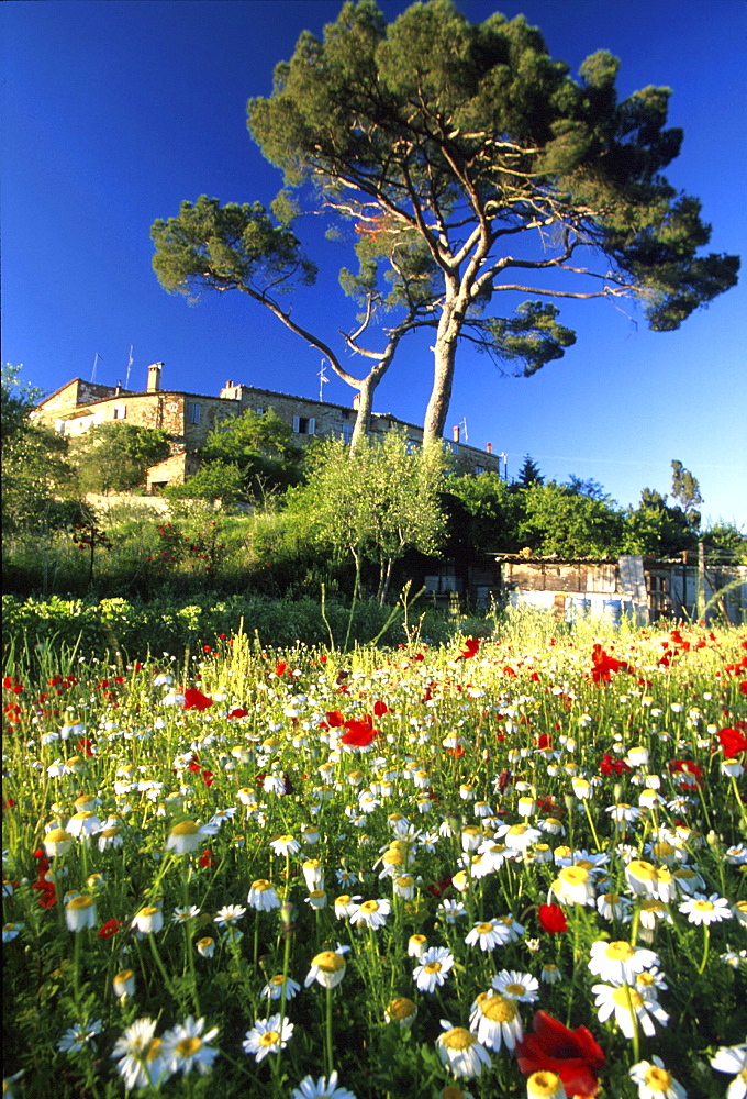 Flower meadow with marguerites and poppies, Murlo, Siena, Tuscany, Italy