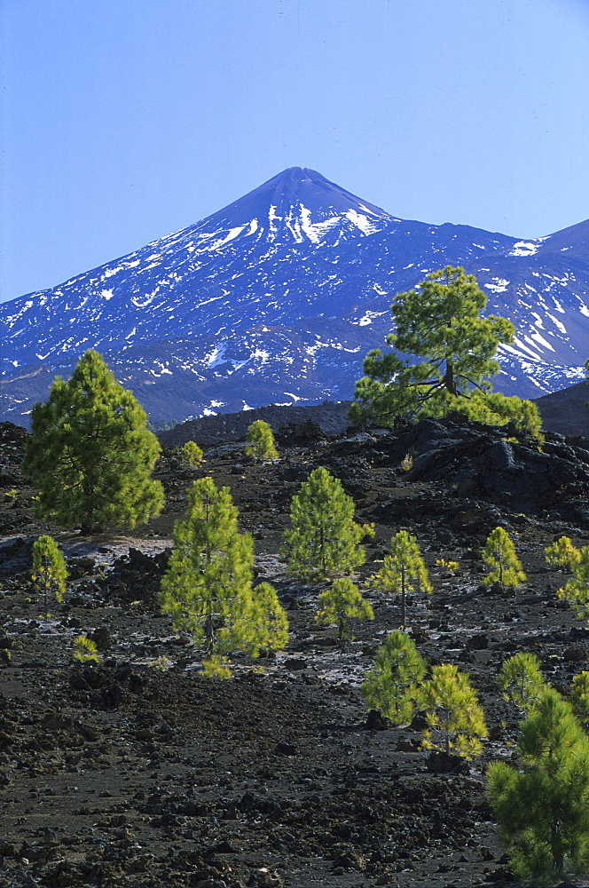 Mountain top of Teide, Pico del Teide, 3718m from Pinar de Chio, Tenerife, Canary Islands, Spain