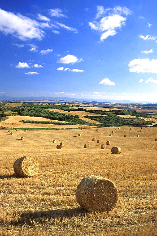 Rolling landscape and wheat fields near Tafalla, near Pamplona, Navarra, Spain