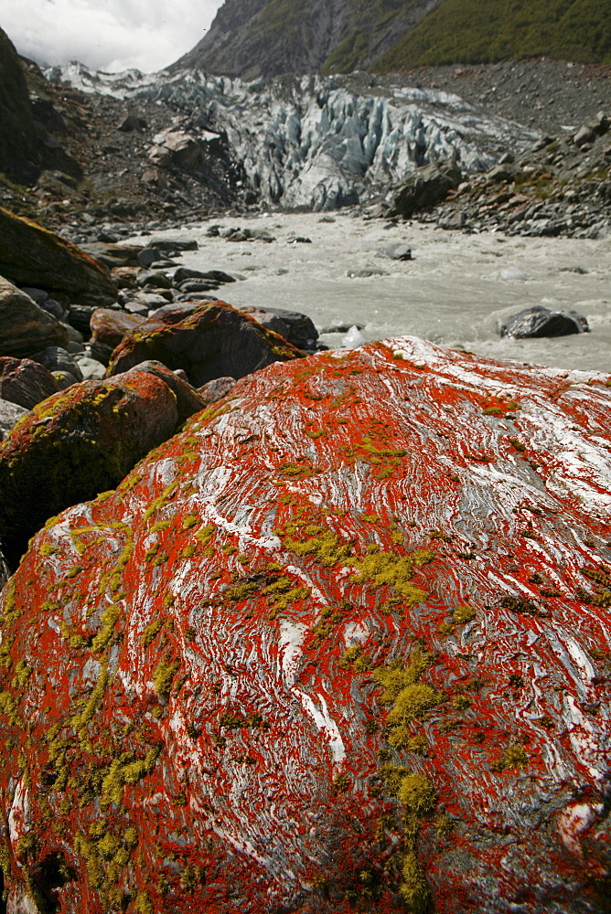 Red lichen on a rock, Fox Glacier, Westland National Park, South Island, New Zealand, Oceania