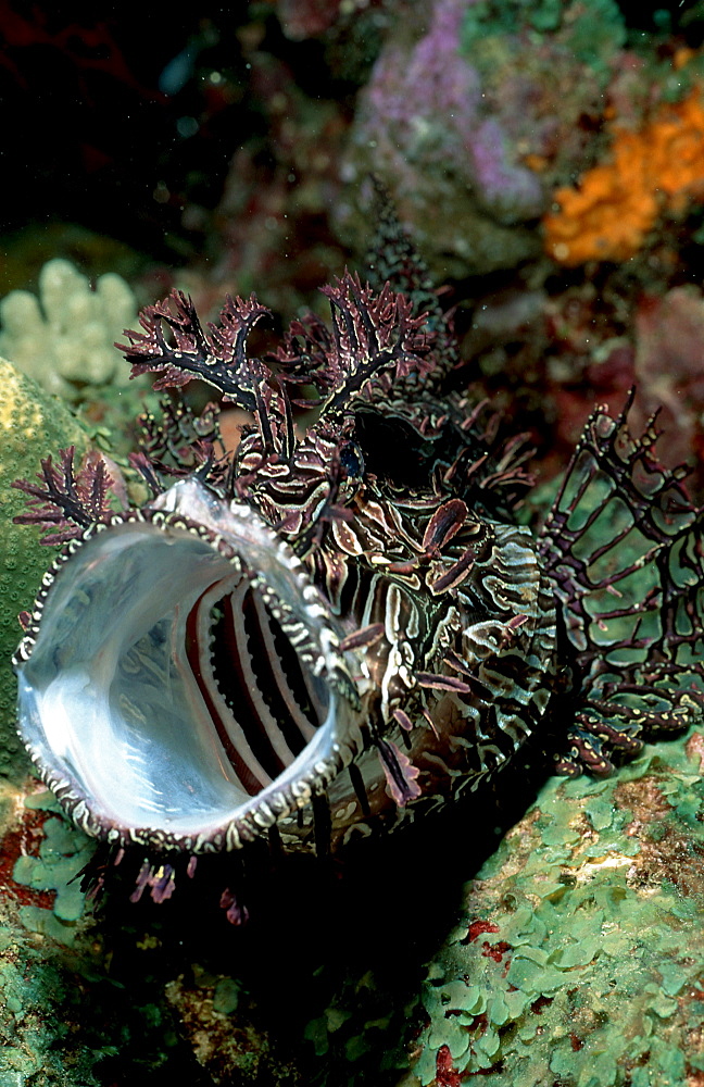 Merlet's scorpionfish, Rhinopia, Rhinopias aphanes