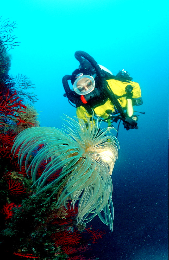 Roehrenwurm und Taucher, Fan worm and scuba diver, Spirographis spallanzani