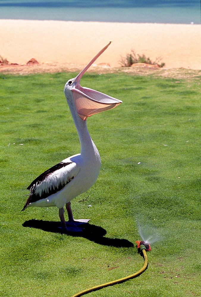 Pelican standing next to a lawn sprinkler, Shark Bay, Western Australia, Australia