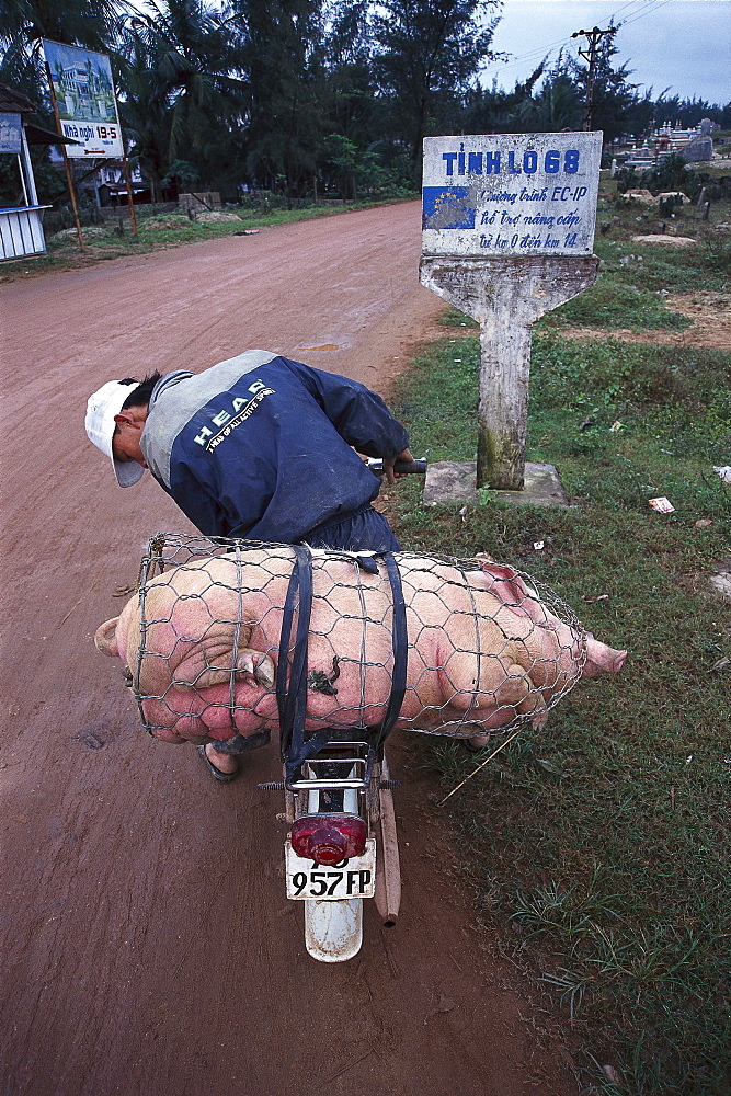 Man transporting a pig on a moped, Vietnam, Asia