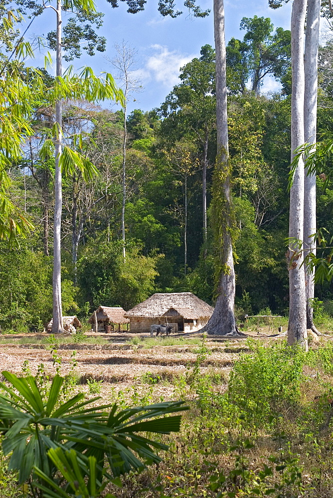 Rainforest, clearing with house, North Andaman, Andaman Island, India