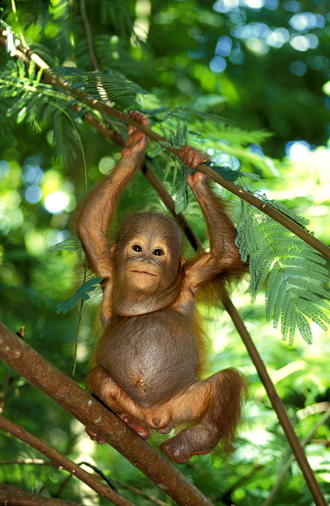 One Orangutan baby, Pongo Pygmaeus, Gunung Leuser National Park, Sumatra, Indonesia, Asia