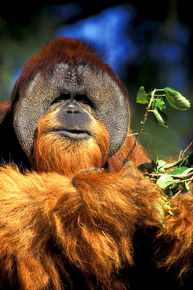 Orang-Utan, Pongo Pygmaeus, Gunung Leuser National Park, Sumatra, Indonesia, Asia