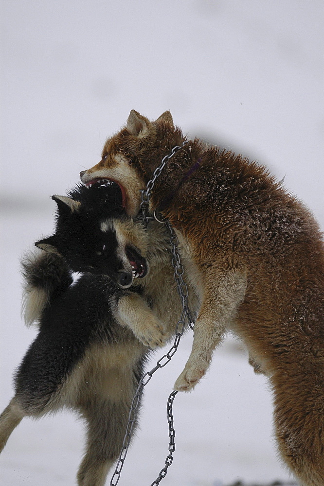 Dogfight, Ilulissat, Greenland