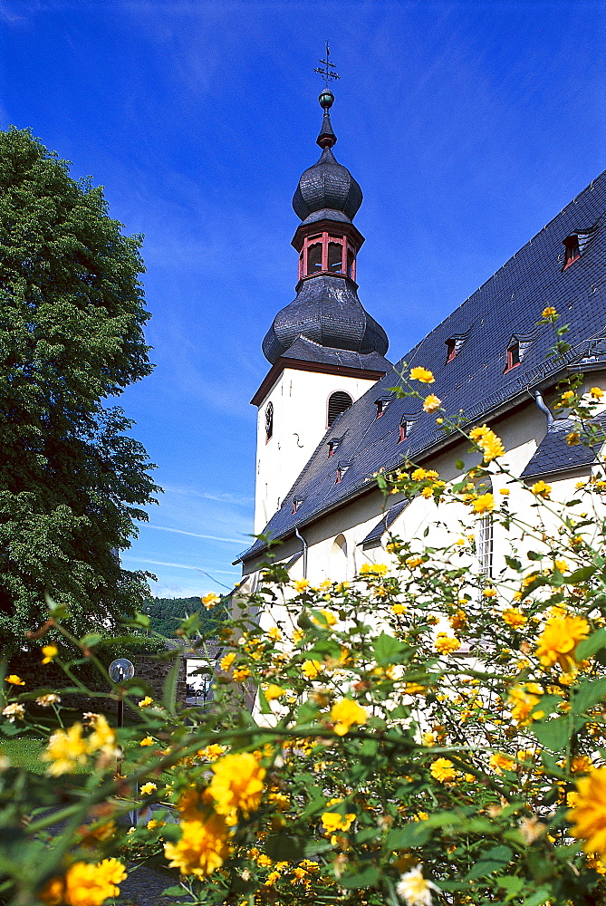 Blooming bush in front of monastery St. Ferrutius, Taunusstein, Bleidenstedt, Taunus, Hesse, Germany, Europe