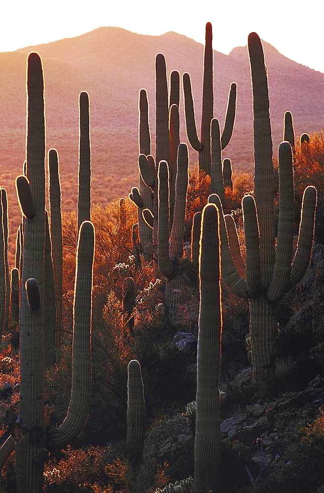 Saguaro cactuses in the evening sun, Sonora desert, Arizona, USA, America