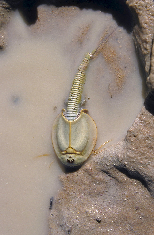 Shield shrimp, oldest living thing, desert region, Australia