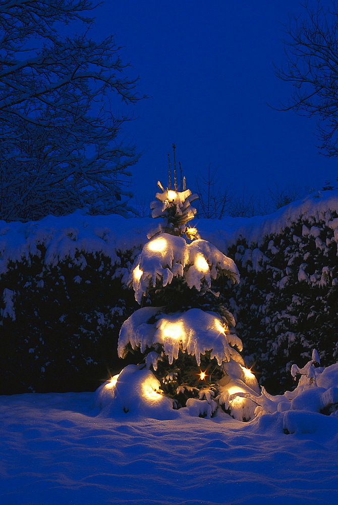 Fir tree with Christmas lighting, winter landscape