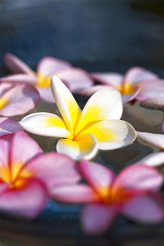 Frangipani blossoms, frangipani, Mauritius