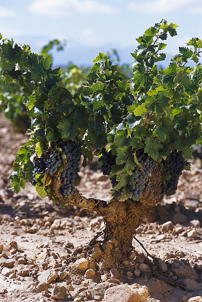 Old vineyard, Tempranillo Grapes, Navarra, Spain