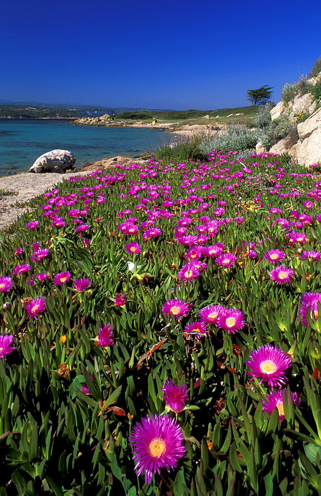 Violet flowers of Sant Amanza, Bonifacio, Corsica, France