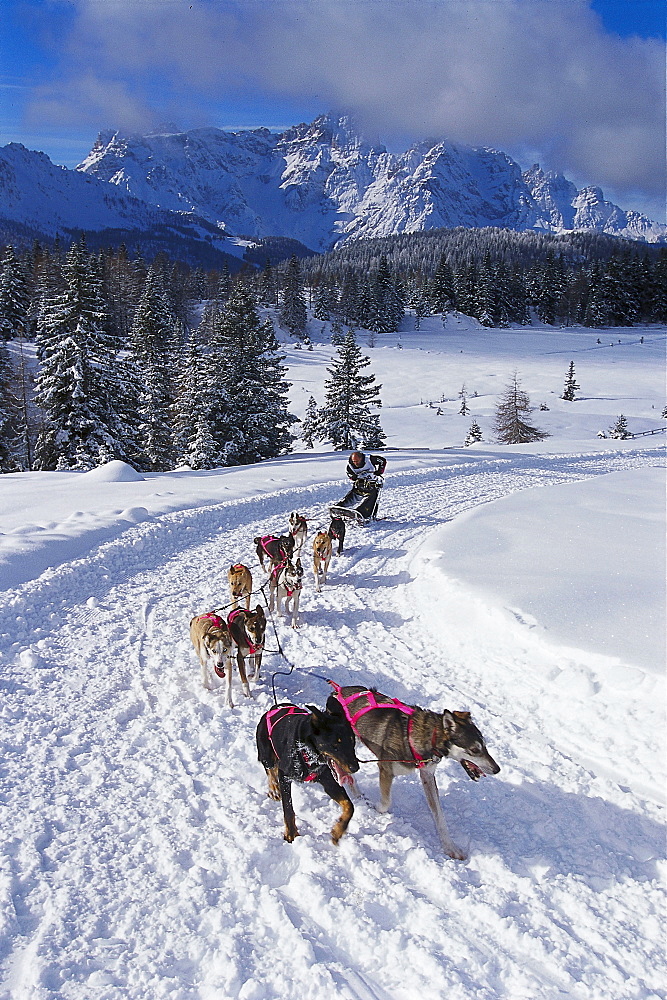 Dogsled Race in the Dolomites, Alpencross, South Tyrol, Italy