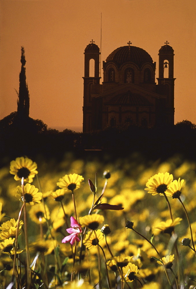 Flower meadow in front of Ayios Georgios chapel at sunset, Paphos, Cyprus, Europe