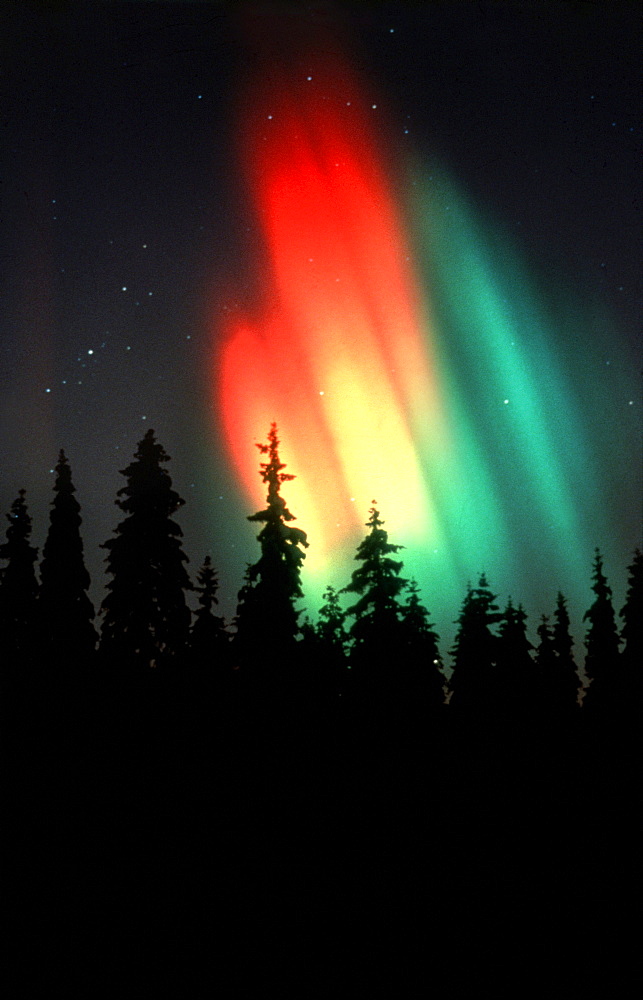 Northern lights above coniferous forest at night, Lappland, Norway, Europe