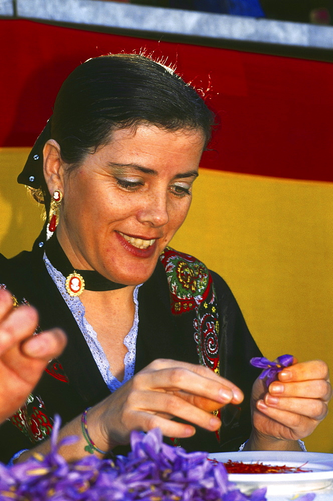 Picking safran, safranrose festival, Consuegra, Province Toledo, Castilla La Mancha, Spain97