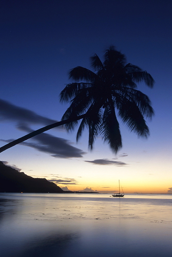 Coconut Tree at Dusk, Opunohu Bay, Moorea, French Polynesia