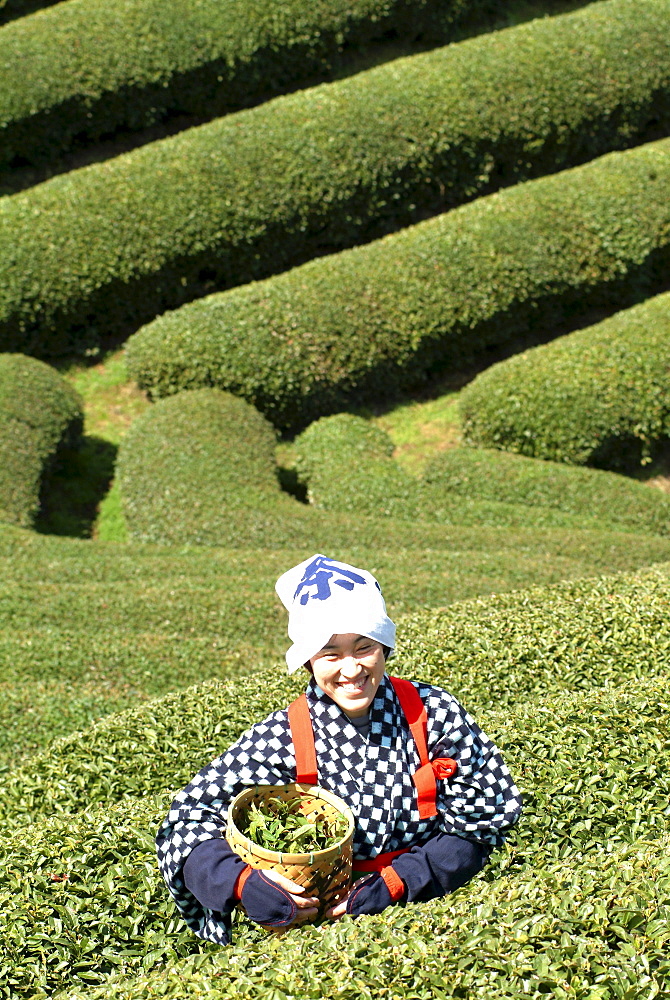 Woman picking tea leaves, Uji, Kyoto district, Japan