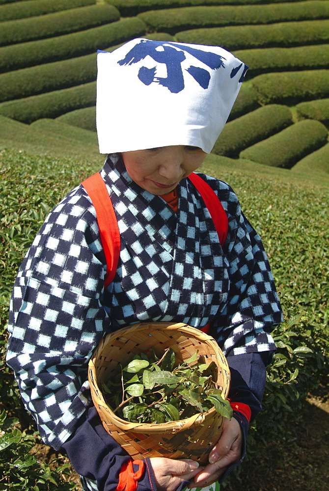 Japanese woman with a basket of tea leaves, Uji, Kyoto district, Japan