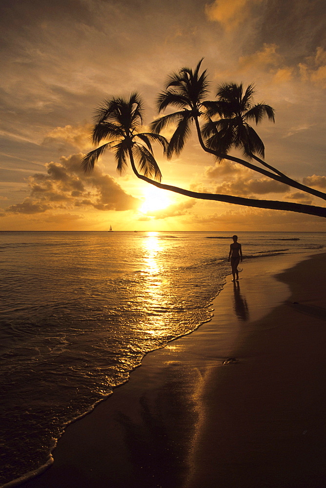 Coconut Trees Sunset Silhouette, Turtle Beach, Near Mullins Bay, St. Peter, Barbados, Carribean