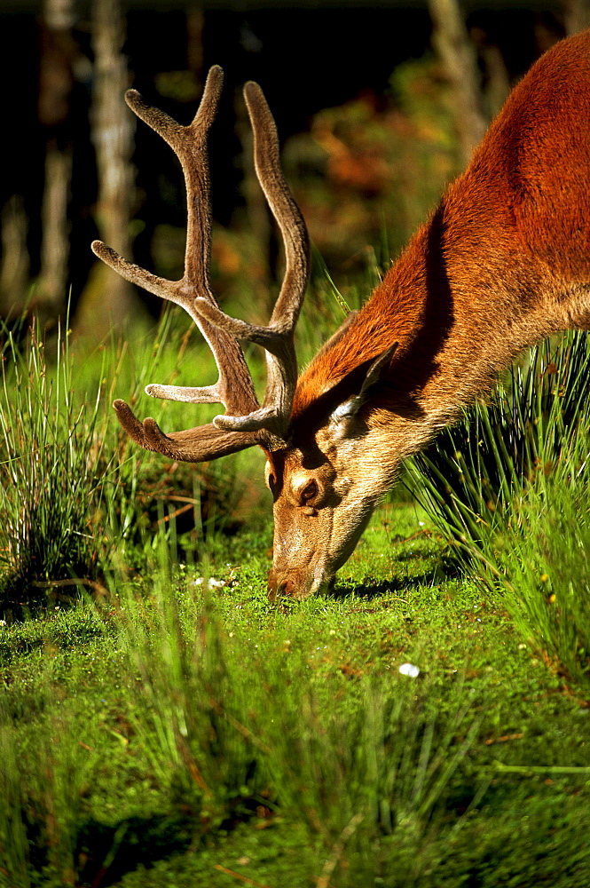 A Red Deer, west coast near Hokitika, North Island, New Zealand