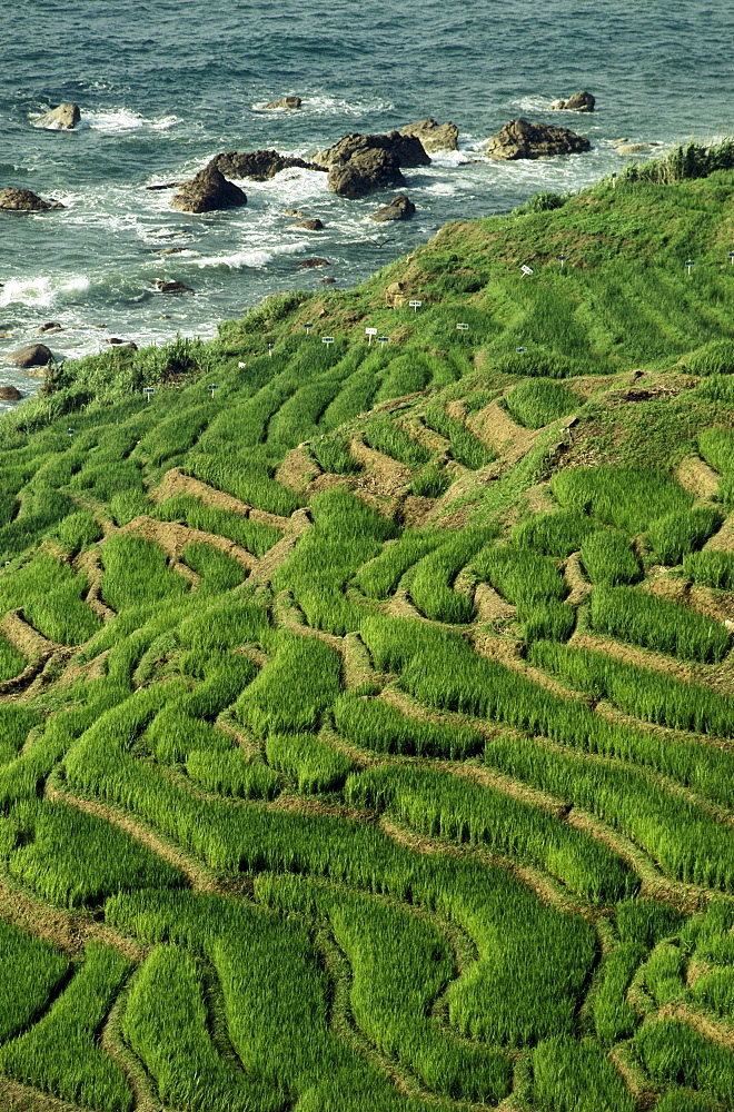 Rice terraces, Northern Coastline of Noto-Hanto, Japan