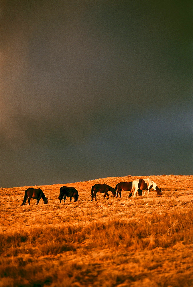 Horses at Highway 191 south of Chinle, Navajo Reservation, Arizona, USA