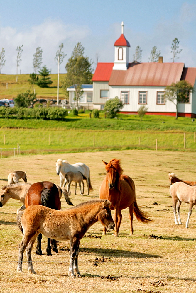 Iceland, Iceland ponies grazing, backgound farm