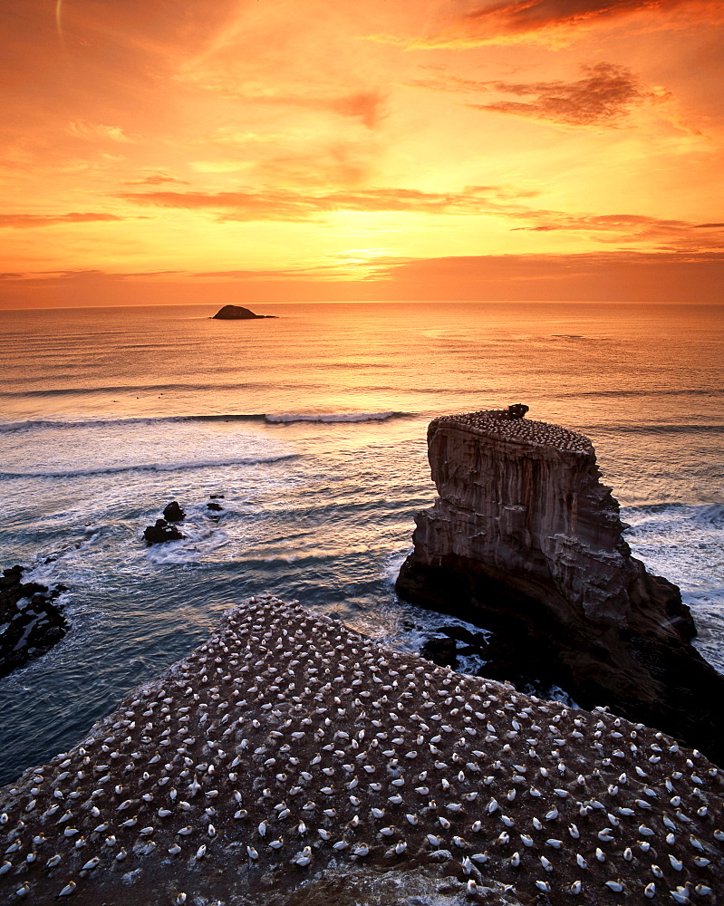 new zealand gannet colony at muriwai beach, gannet fly from Muriwai to australia and come back