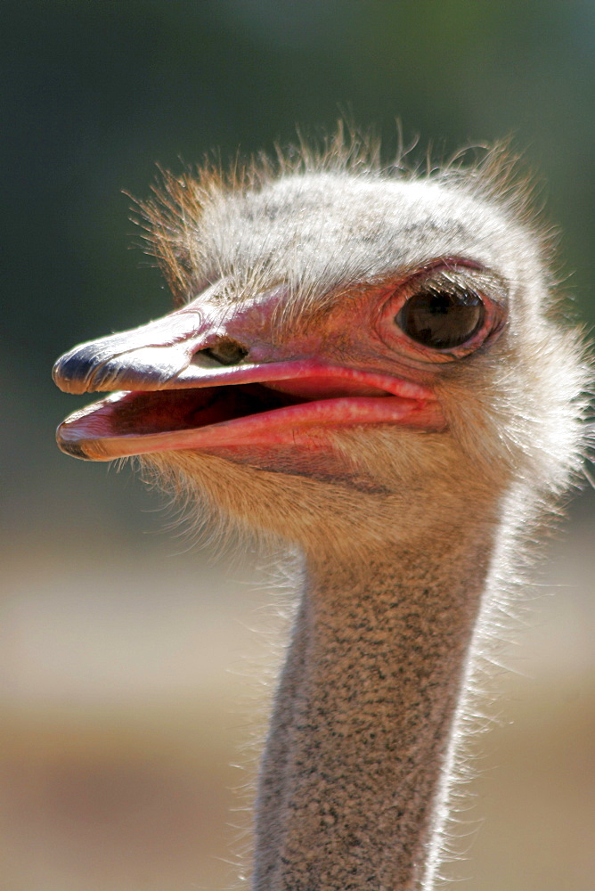 Ostrich, Oudtshorn, South Africa
