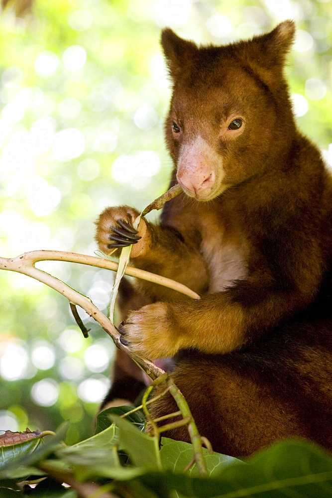 Treekangaroo eating leaves, Papua New Guinea, Oceania