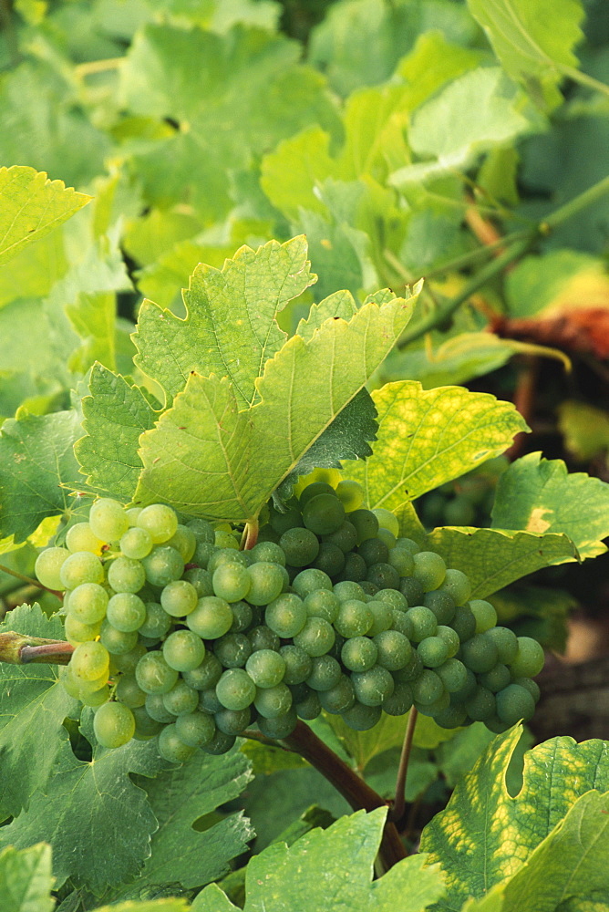 Close of green grapes and grape vines, Wachau, Austria