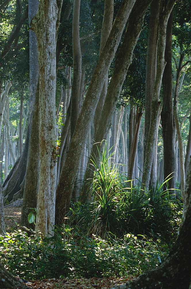 Tropical rain forest, Havelock Islands, Andaman Islands, India