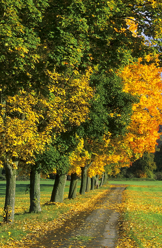 alley with trees in autumn colours and small road, Bruckmuehl, Upper Bavaria, Bavaria, Germany