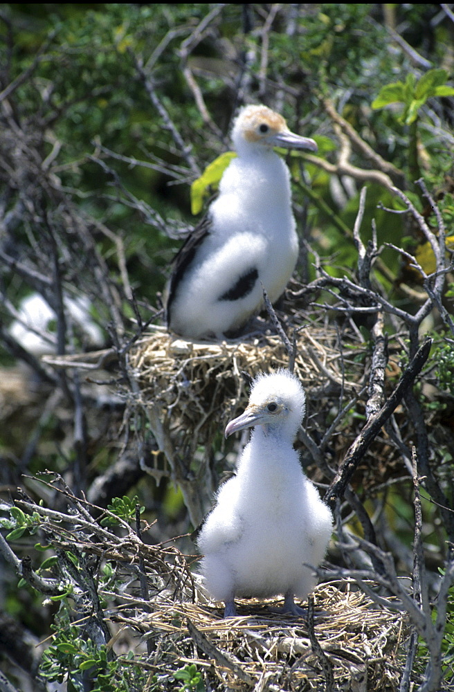 Island national Park North Keeling Island, booby chick, Australian