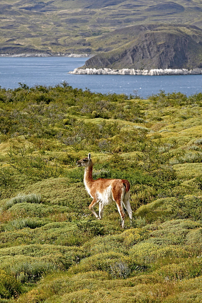 Guanaco in Torres del Paine National Park, Patagonia, Chile, South America